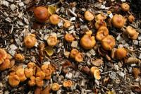 Ruskeat sienet nurmikolla