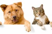 Remove chewing gum from the fur of your dog and cat